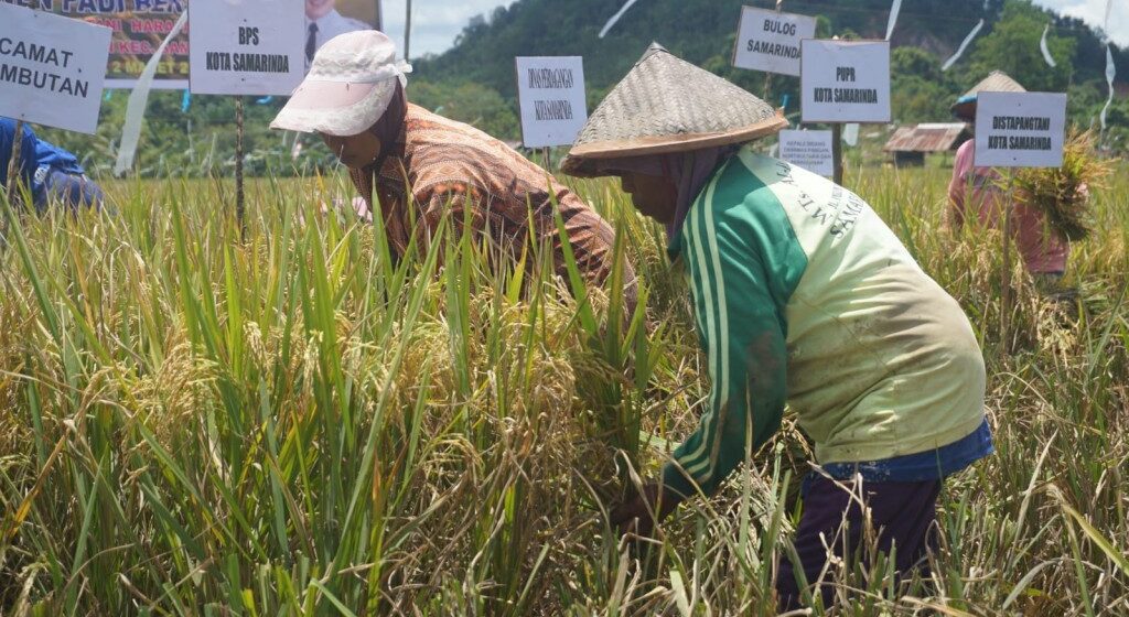 PETANI: Para Petani di Kelurahan Makroman, Kecamatan Sambutan saat memanen padi/IST