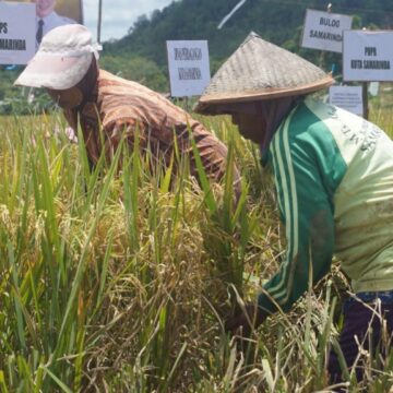 PETANI: Para Petani di Kelurahan Makroman, Kecamatan Sambutan saat memanen padi/IST