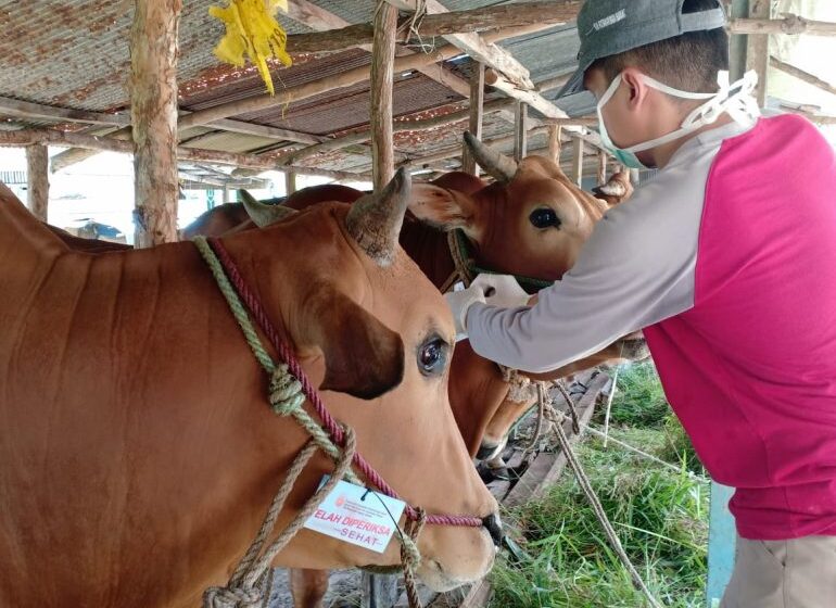 Kutai Timur Diperkirakan Alami Peningkatan Hewan Qurban