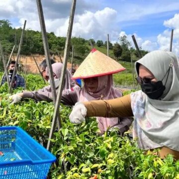 DTPHP Kutim Kuker Ke Teluk Pandan Dalam Kegiatan Pertanian Berkelanjutan Dan Terpadu