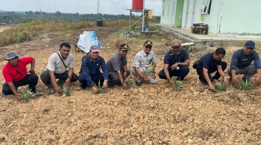 Nanas Madu Jadi Potensi Unggulan Kutim