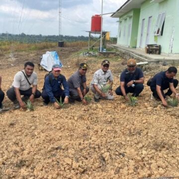 Nanas Madu Jadi Potensi Unggulan Kutim