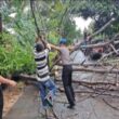 Sigap dan Cepat! Polres Soppeng Hapus Hambatan Pohon Tumbang, Lalu Lintas Kembali Lancar dalam Sebentar