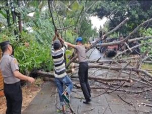 Sigap dan Cepat! Polres Soppeng Hapus Hambatan Pohon Tumbang, Lalu Lintas Kembali Lancar dalam Sebentar