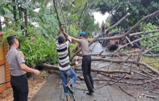 Sigap dan Cepat! Polres Soppeng Hapus Hambatan Pohon Tumbang, Lalu Lintas Kembali Lancar dalam Sebentar